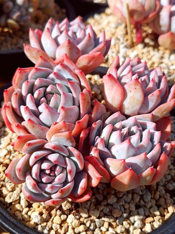 Echeveria Bluebird cluster 5 têtes – Image 2