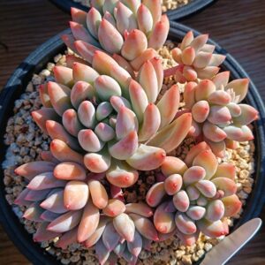 xPachyveria Angel's Finger cluster