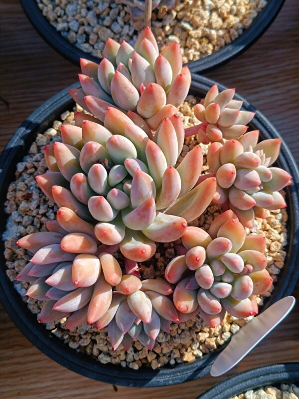 xPachyveria Angel's Finger cluster