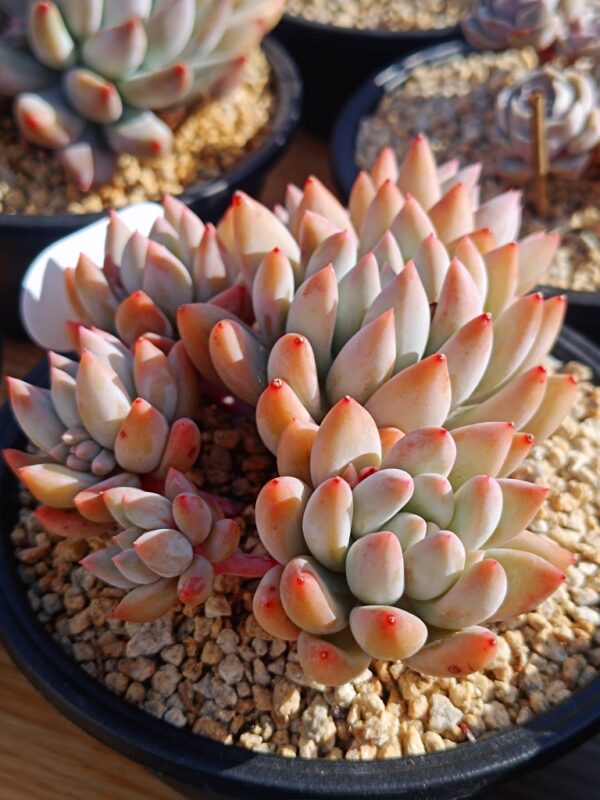 xPachyveria Angel's Finger cluster – Image 3