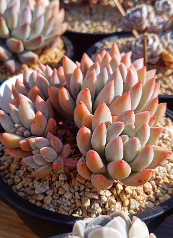 xPachyveria Angel's Finger cluster – Image 4