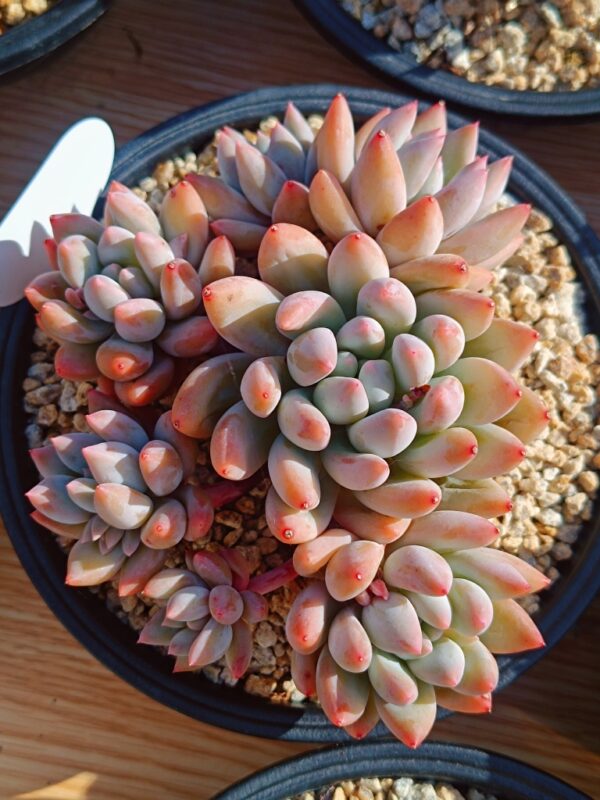 xPachyveria Angel's Finger cluster – Image 5
