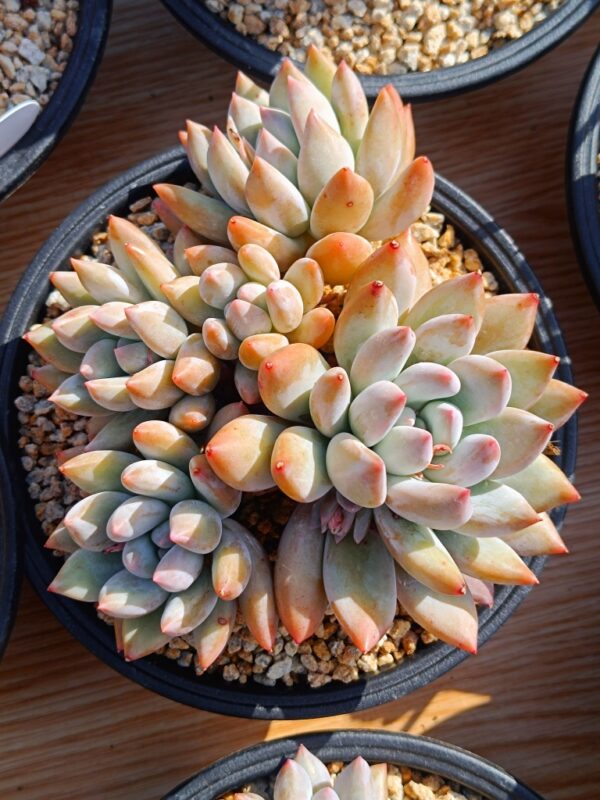 xPachyveria Angel's Finger cluster – Image 6