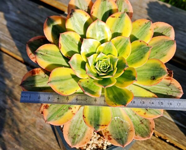 Aeonium Yellow Dragon – Image 2