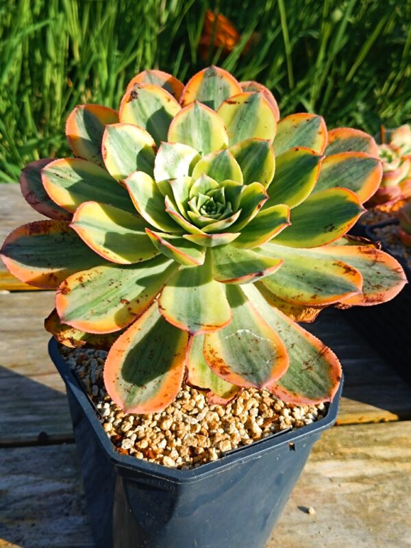 Aeonium Yellow Dragon