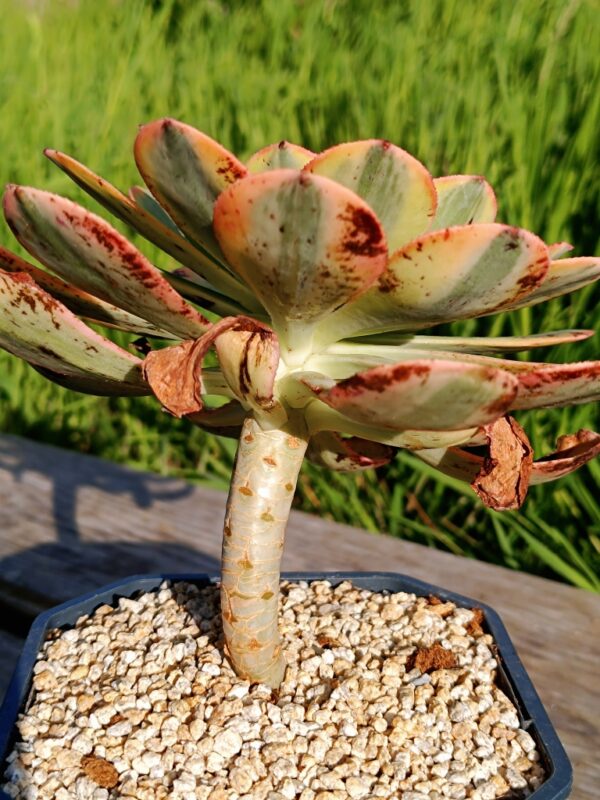 Aeonium Yellow Dragon – Image 3
