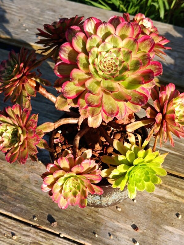 Aeonium Baikal Pink Daisy vieux tronc – Image 5