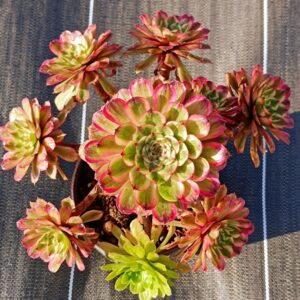 Aeonium Baikal Pink Daisy vieux tronc