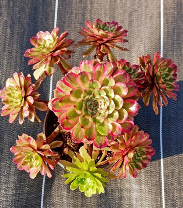 Aeonium Baikal Pink Daisy vieux tronc