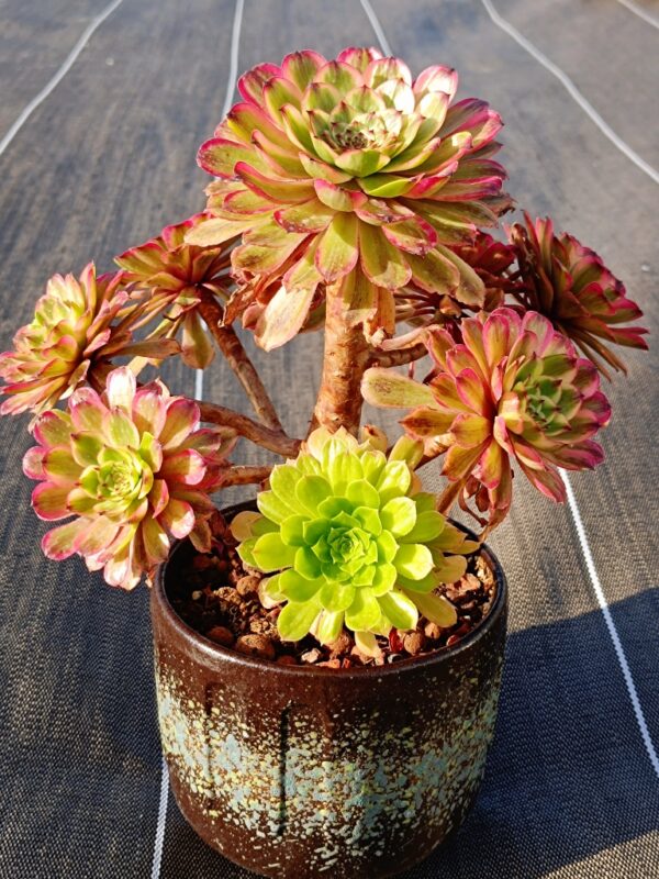 Aeonium Baikal Pink Daisy vieux tronc – Image 4