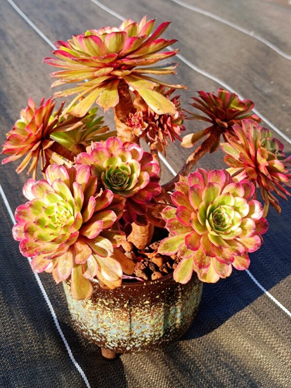 Aeonium Baikal Pink Daisy vieux tronc – Image 3