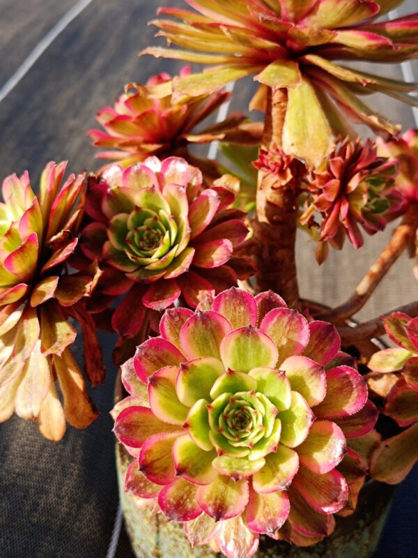 Aeonium Baikal Pink Daisy vieux tronc – Image 2