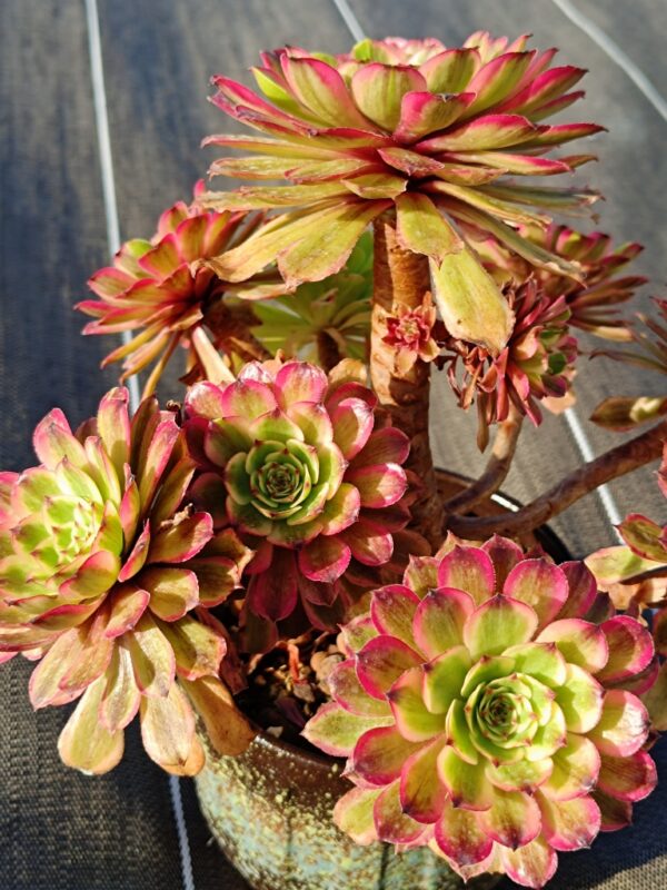 Aeonium Baikal Pink Daisy vieux tronc – Image 6