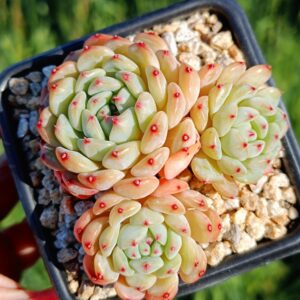Echeveria Hani cluster