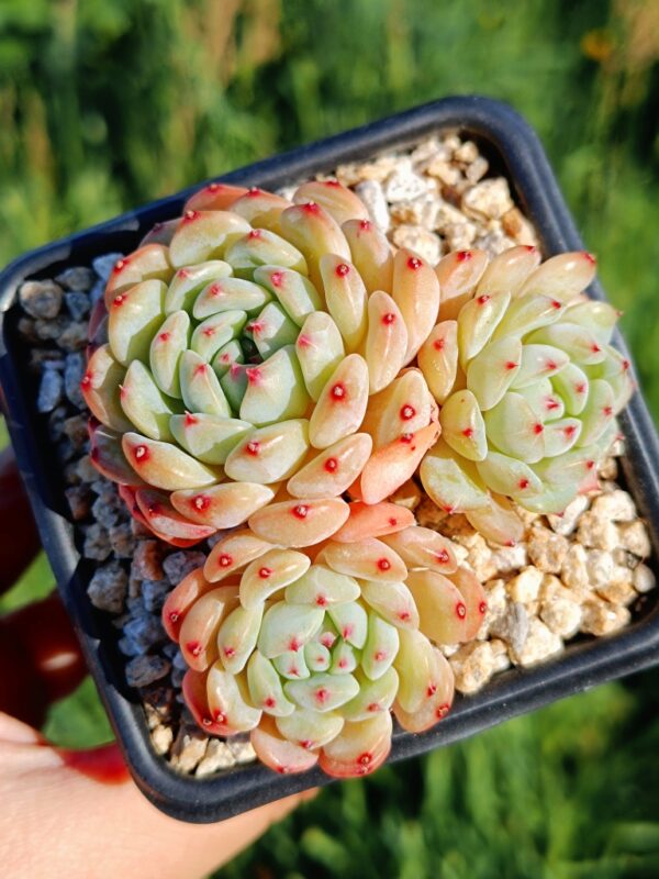 Echeveria Hani cluster