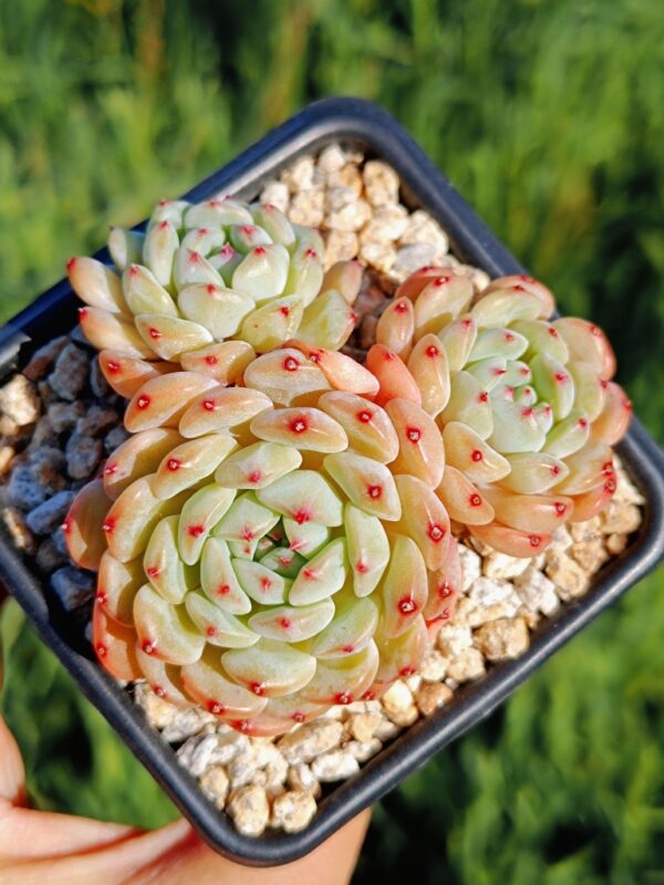 Echeveria Hani cluster – Image 2