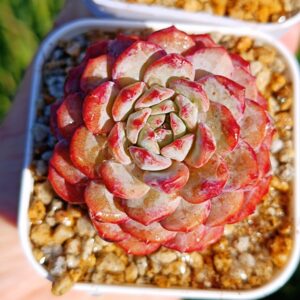Echeveria Red Snow