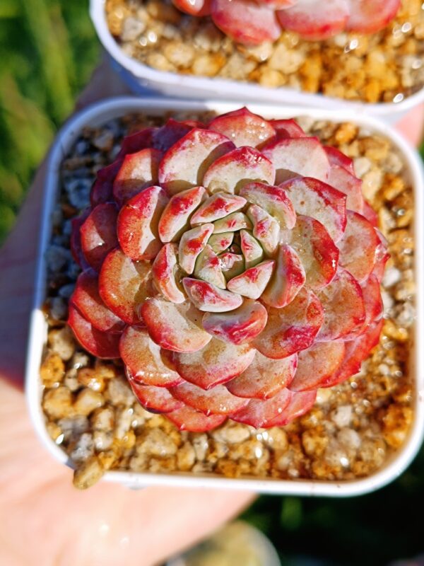 Echeveria Red Snow