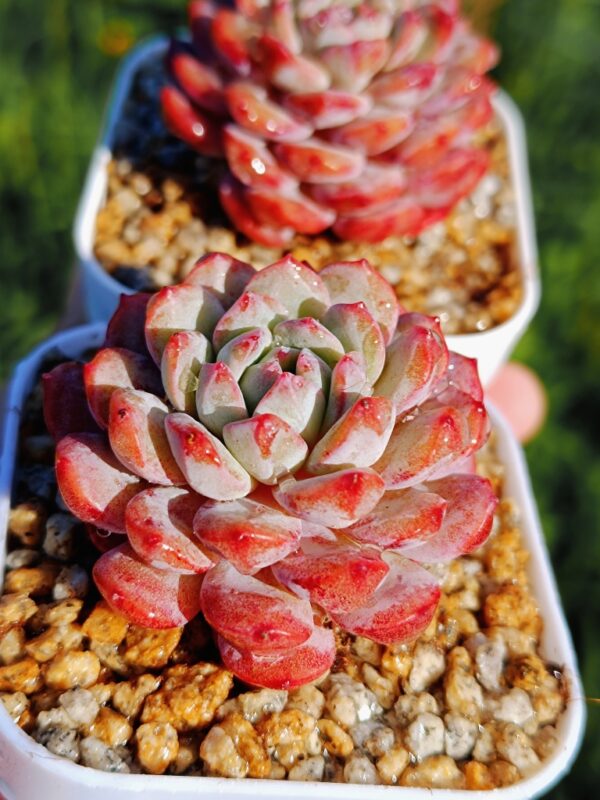 Echeveria Red Snow – Image 2