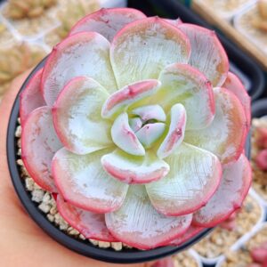 Echeveria Snow Tea