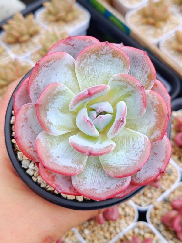 Echeveria Snow Tea