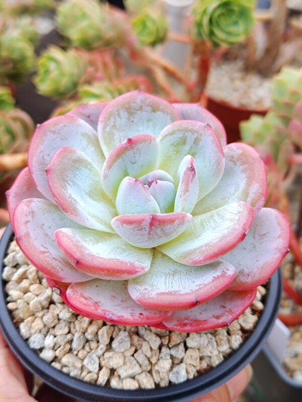 Echeveria Snow Tea – Image 2