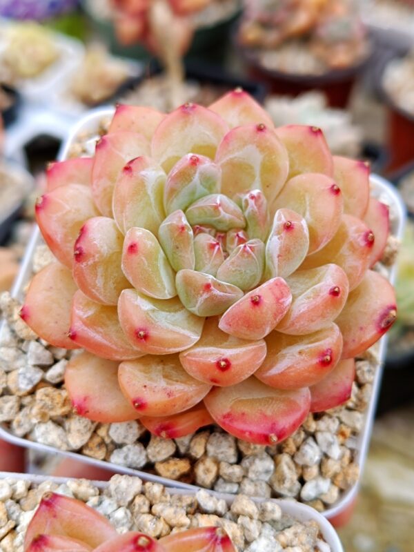 Echeveria Graff Pink – Image 2