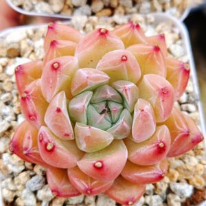 Echeveria Graff Pink