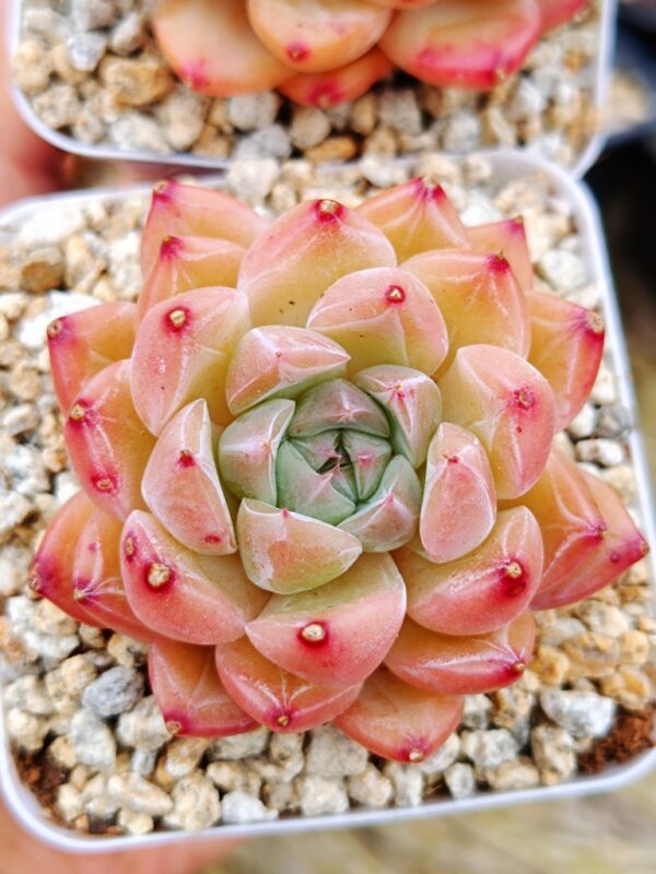 Echeveria Graff Pink