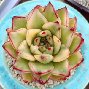Echeveria agavoide Ebony variegata