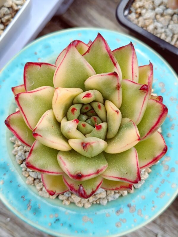 Echeveria agavoide Ebony variegata