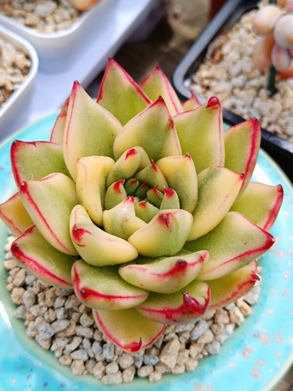 Echeveria agavoide Ebony variegata – Image 2