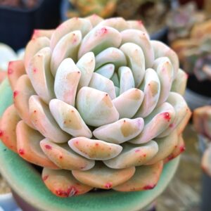 Echeveria Monroe variegata