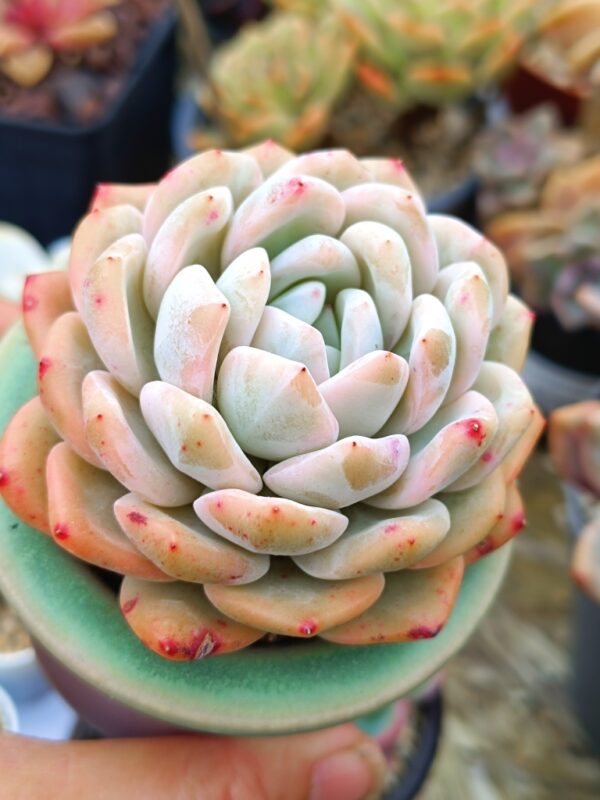 Echeveria Monroe variegata