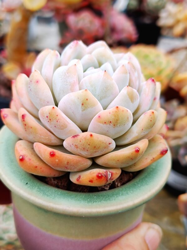 Echeveria Monroe variegata – Image 2