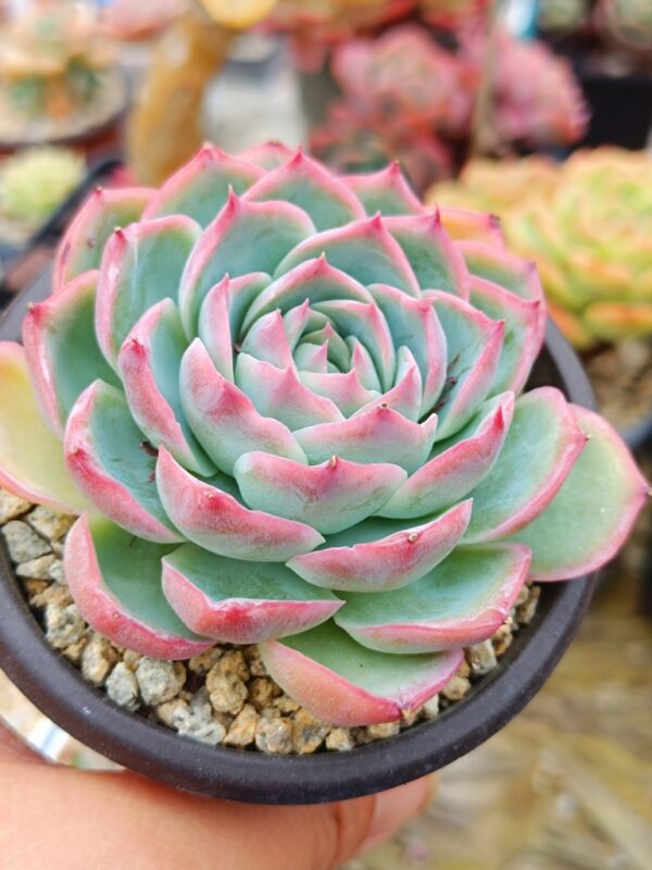 Echeveria Silhouette – Image 2