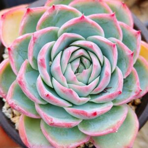 Echeveria Silhouette