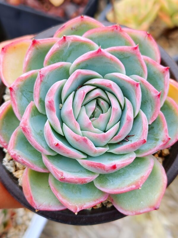 Echeveria Silhouette