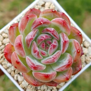 Echeveria HongLuan S