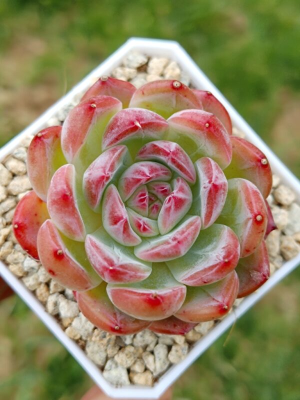 Echeveria HongLuan S
