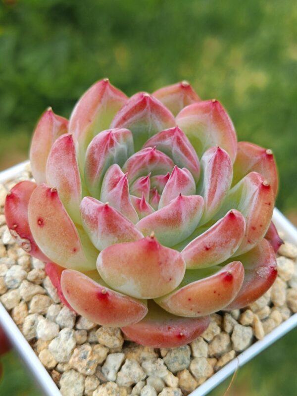 Echeveria HongLuan S – Image 2