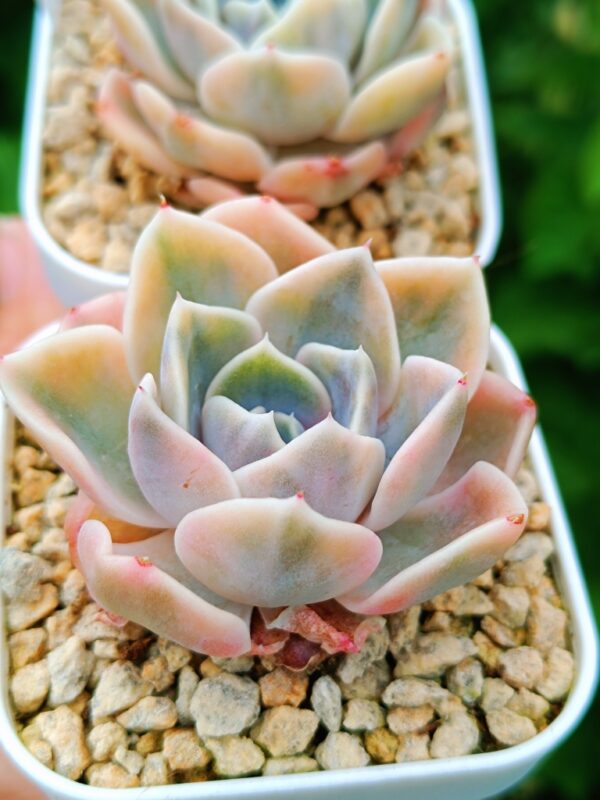 Echeveria Tynie Burger variegata – Image 2