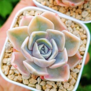 Echeveria Tynie Burger variegata