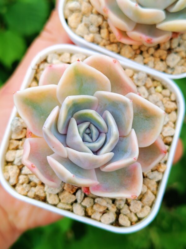 Echeveria Tynie Burger variegata