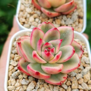 Echeveria agavoide Azure variegata S
