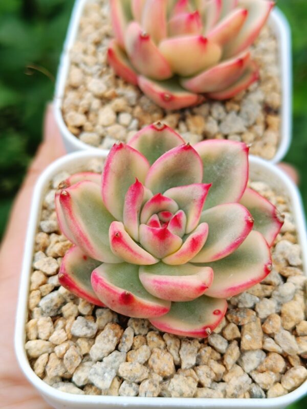 Echeveria agavoide Azure variegata S