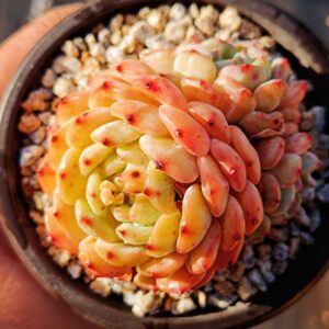 Echeveria Hani cluster
