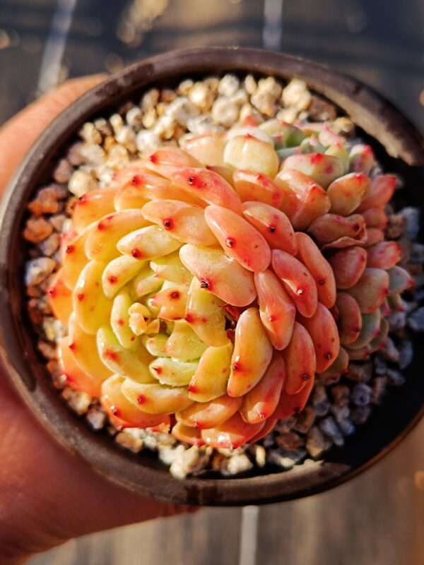 Echeveria Hani cluster