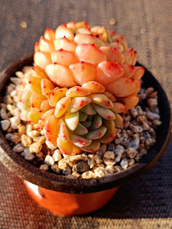 Echeveria Hani cluster – Image 2