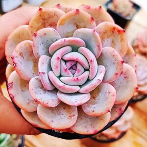 Echeveria Snow Tea